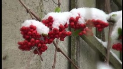Premières neiges 2009 ...