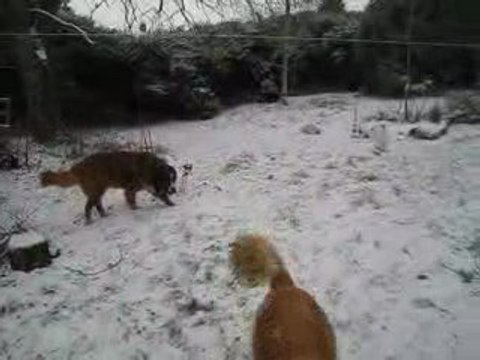 Les chiens sous la neige 17 12 09 017