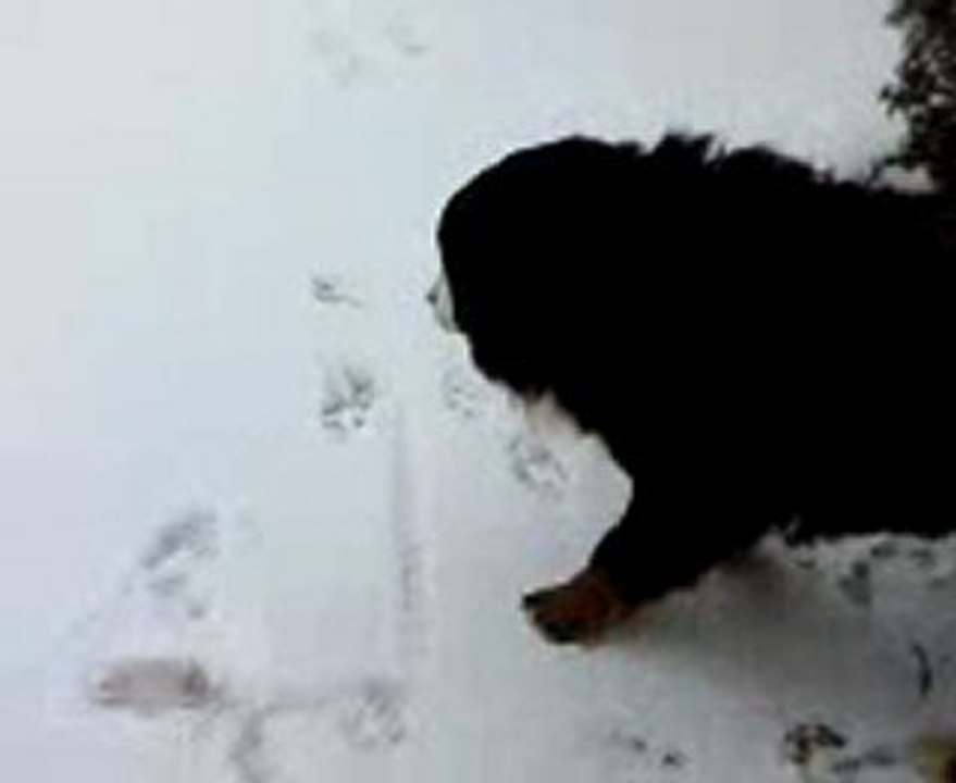Doggy neige cour