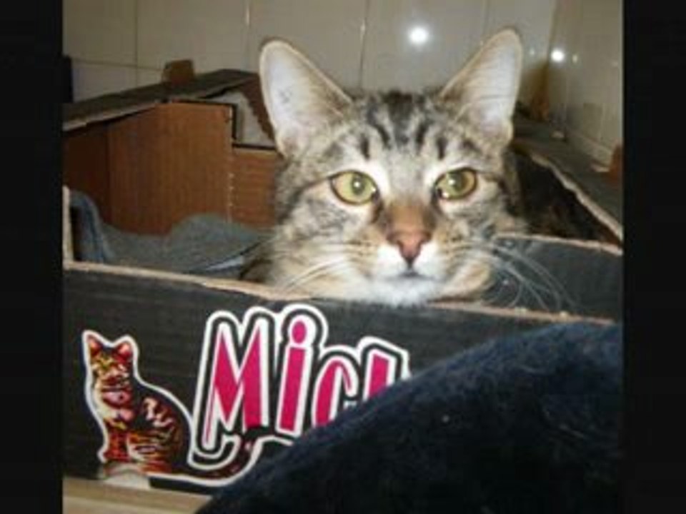 Les chats du refuge des amis des Bêtes Aix les Bains