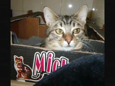 Les chats du refuge des amis des Bêtes Aix les Bains