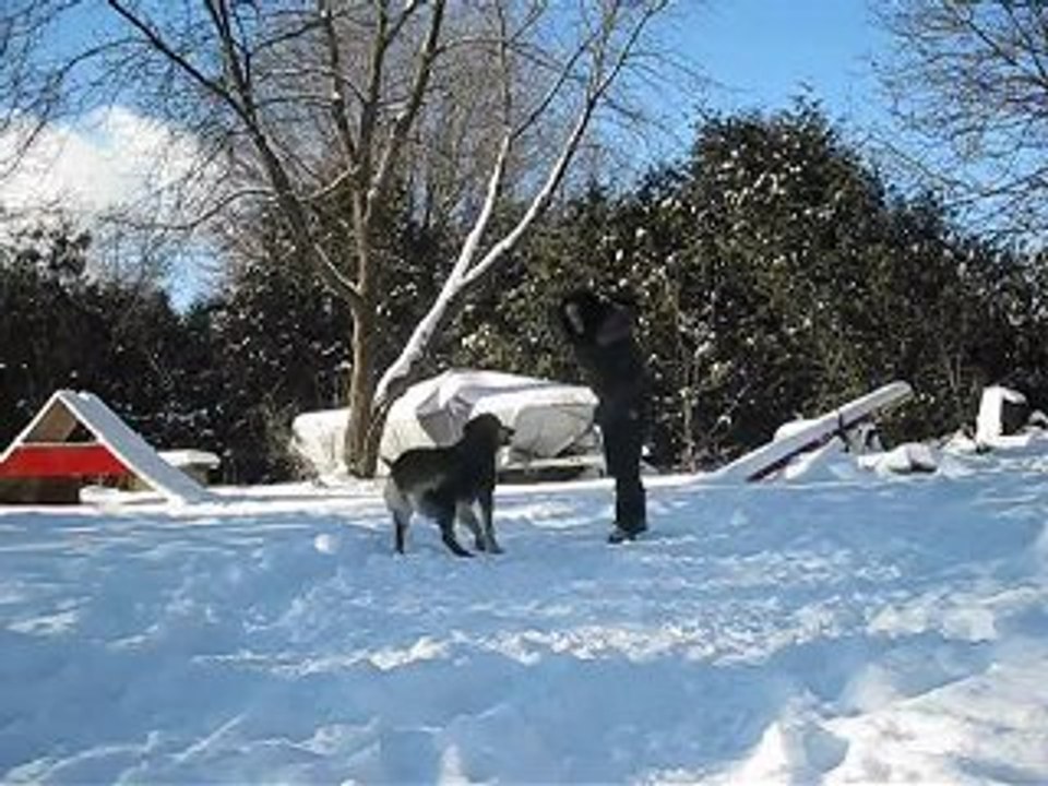 Freestyle canin, Hiver 2009