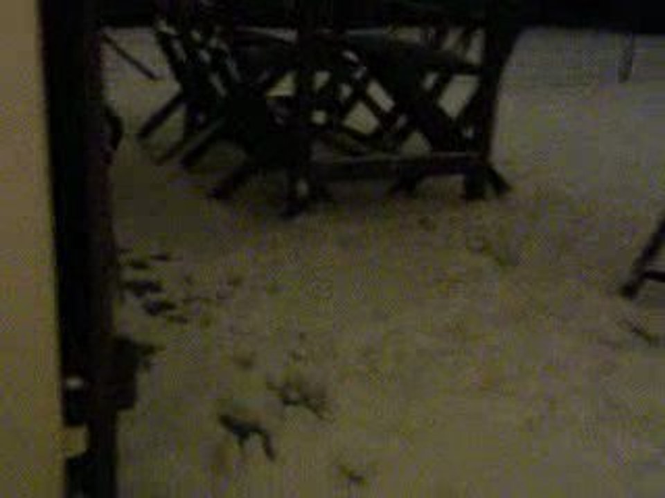 Lollie sous la neige