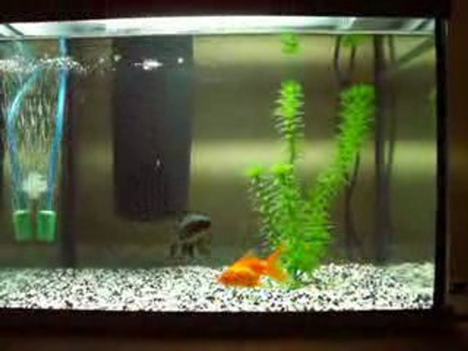 Poissons Japonais Juniors