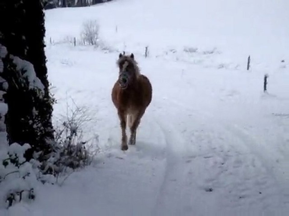 chevaux neige