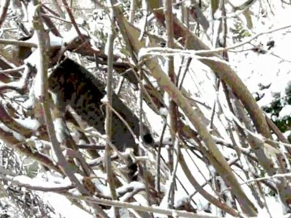 Neige , Copain-Chat & Sculptures-vivantes _ 17 décembre 2009