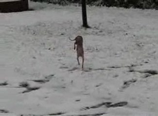 Un chien sur ses pattes avant à cause de la neige