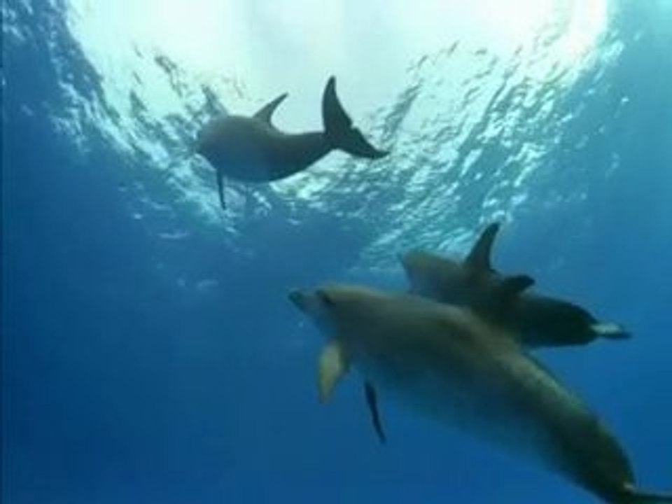 ♫ MEDWYN GOODALL - Dolphin Companion from A&D