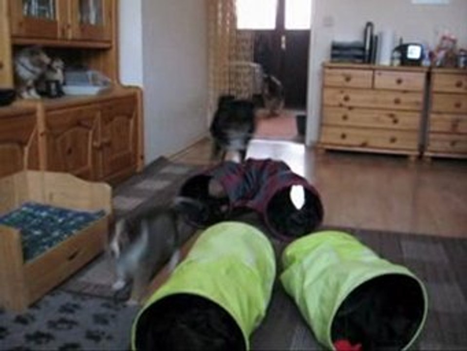 E-Wurf Shelties von der Oberalster 7 Wochen 12-09 1