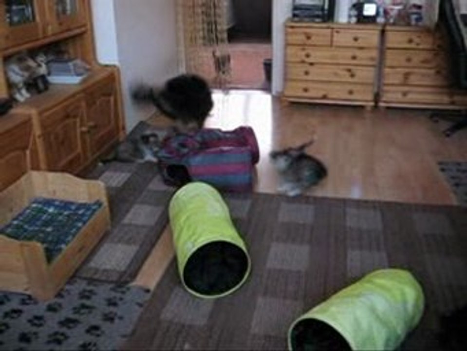 E-Wurf Shelties von der Oberalster 12-09 4.