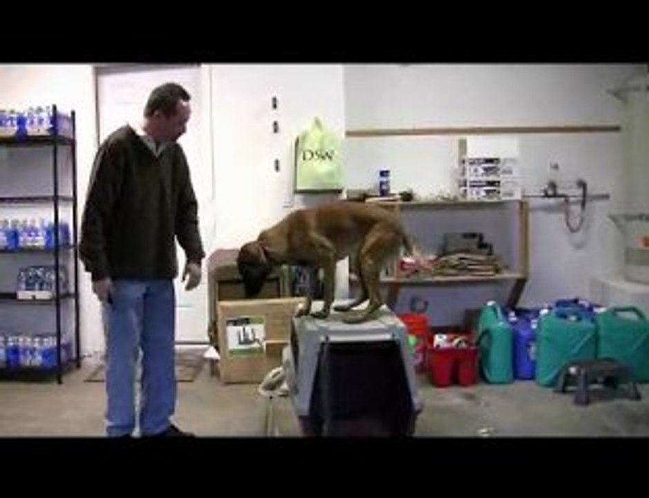 Adopting A Belgian Malinois