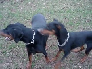 Promenade des loulous