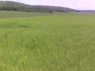 Chien dans les blés