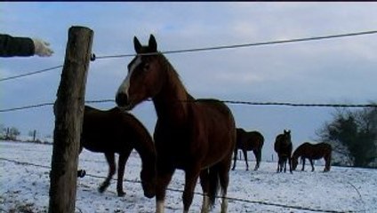 Rencontre enneigée avec les chevaux