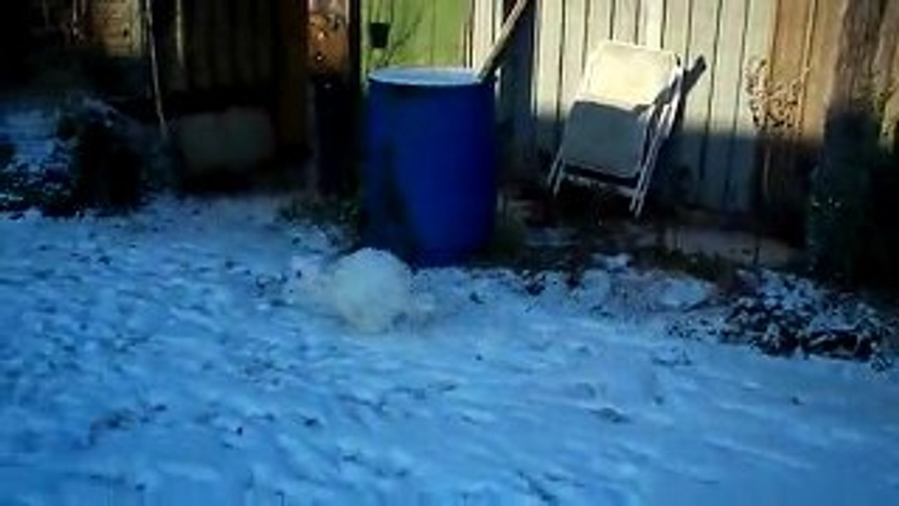 Misty , Dalco, et la neige