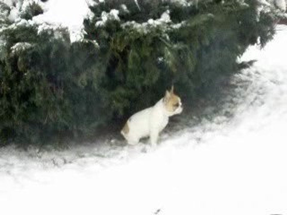 mes chiens dans la neige