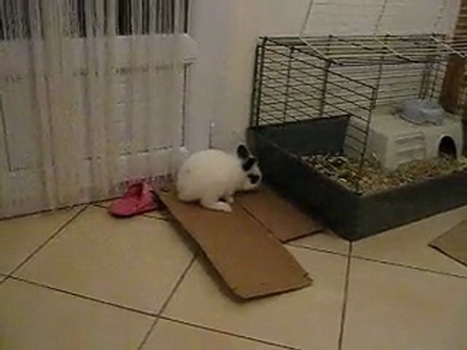 Lapin fou