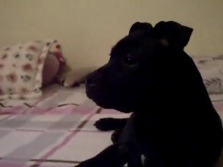 staffie