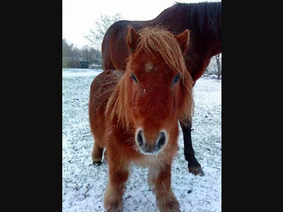 Vo[ii] un petit noel 2009 enneigé.