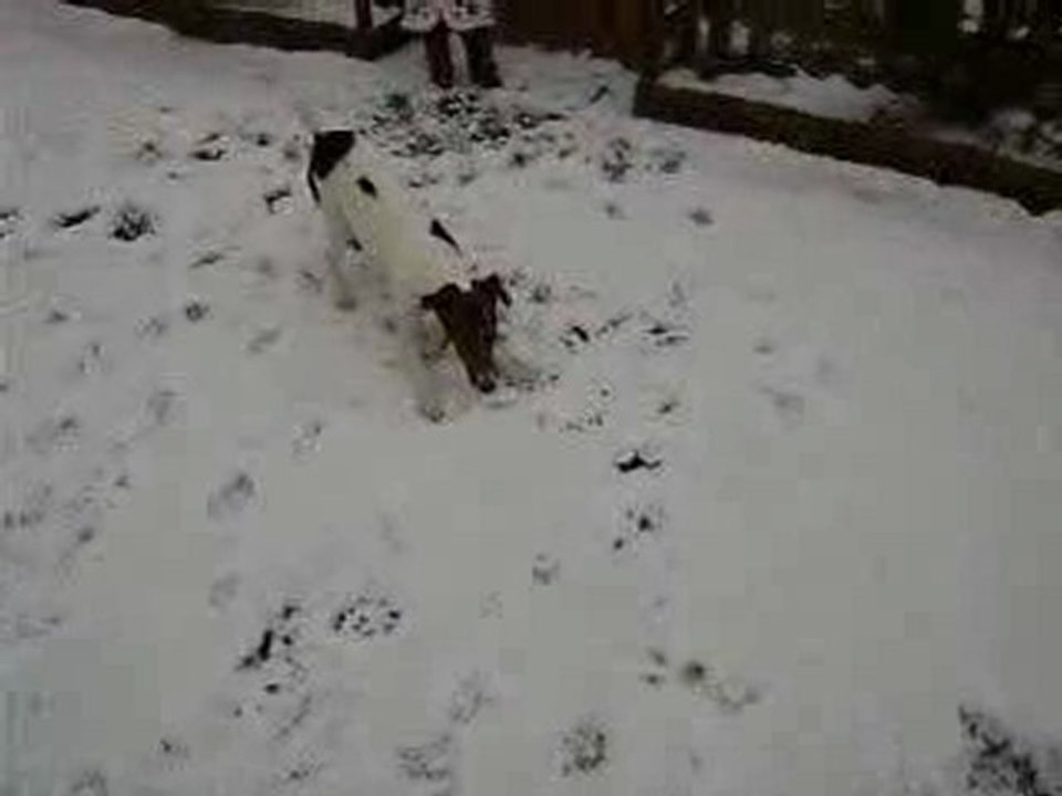 Capsou dans la neige.
