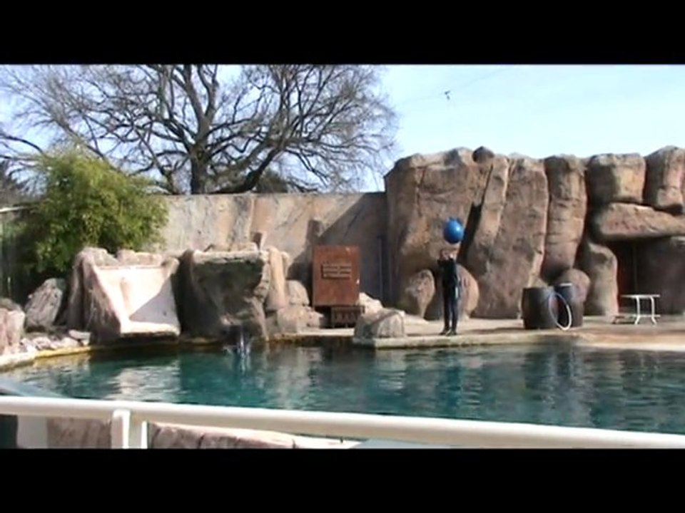 Entrainement pour le spectacle des otaries