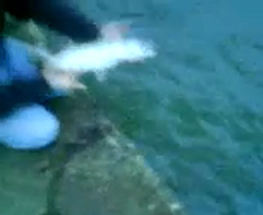peche du 31-12-09