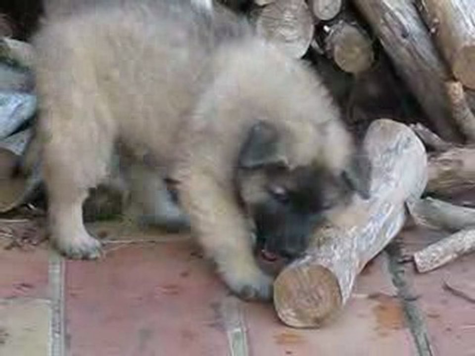 E' FAHRENHEIT chiot berger belge tervueren