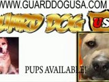 Presa Canario Puppies for sale