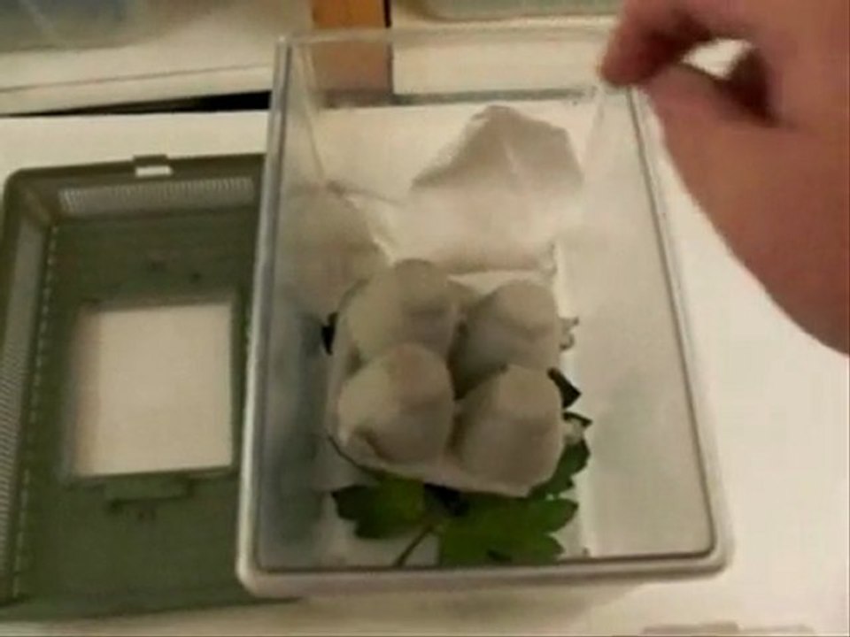 Crested Gecko - Baby Setup