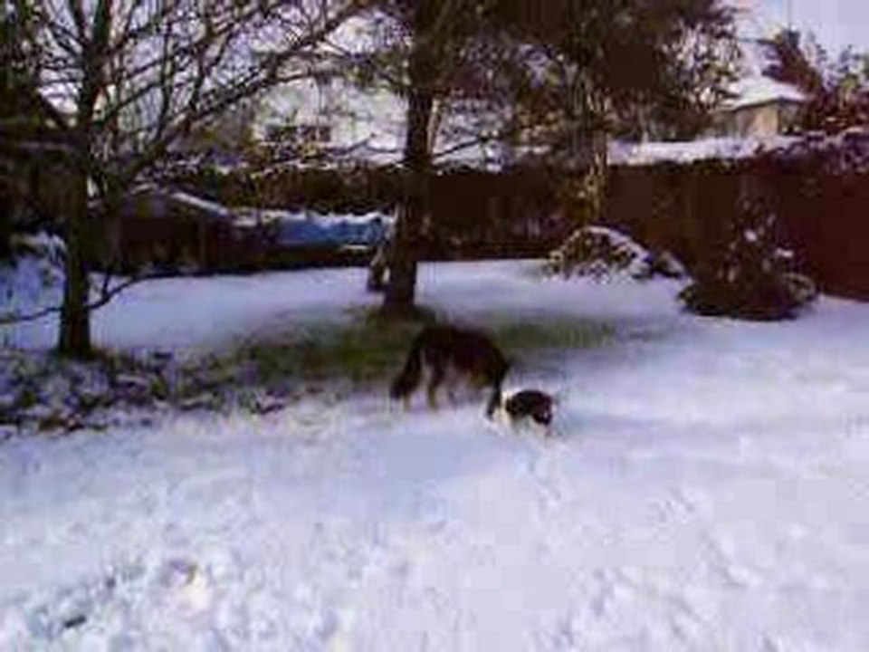 Chouane se roule dans la neige