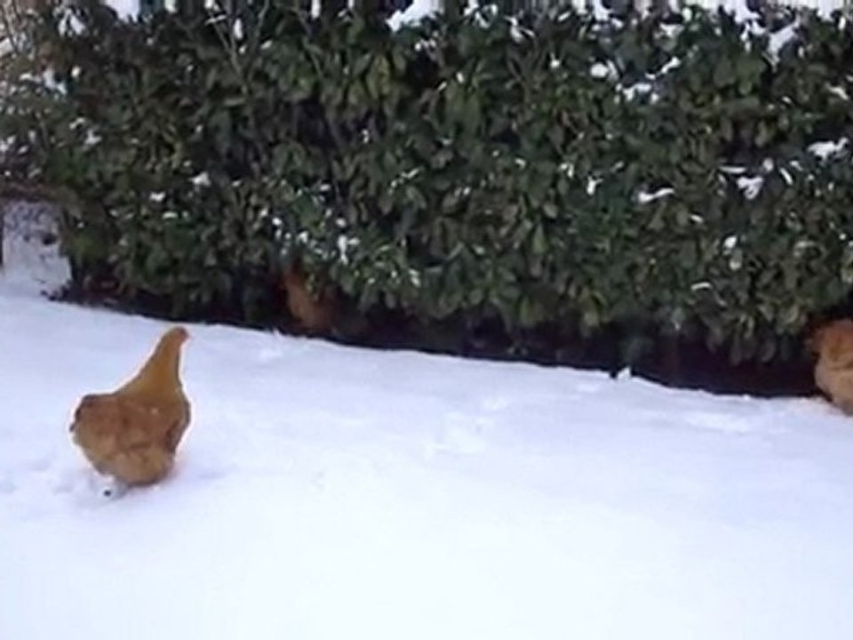 orpington dans la neige