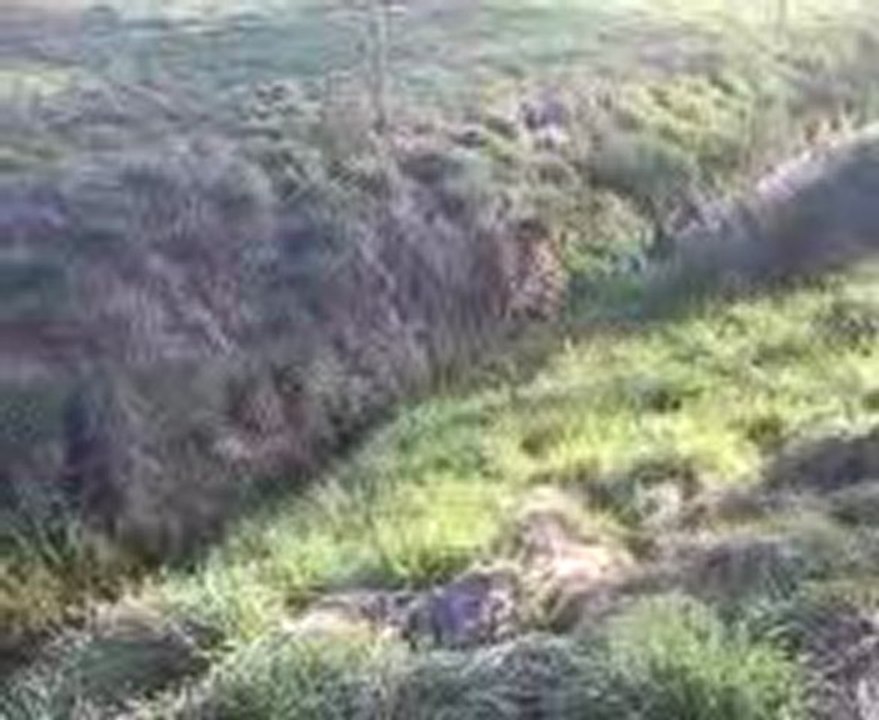 passer du matin chasse a la grive