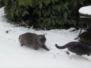 chats dans la neige
