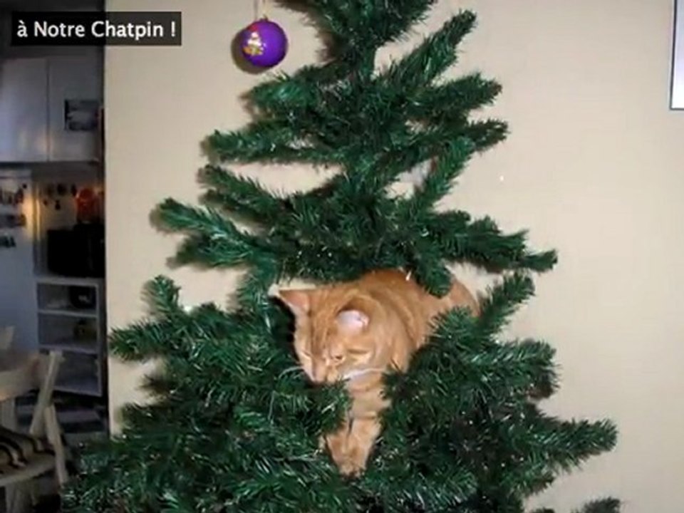 LE CHATPIN DU CHATEAU (Cru 2009)
