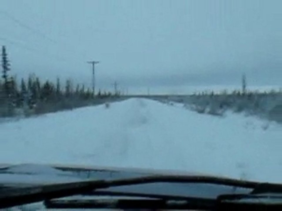 polar bear in Churchill