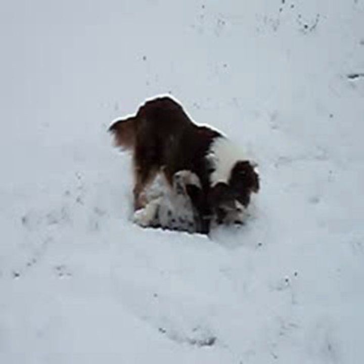 Estive et Bougnat se roulent dans la neige