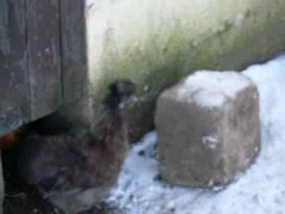 Poule-Soie