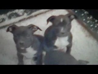 Quality Pitbull Breeding and Sales