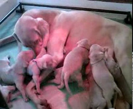 chiots braque de weimar des lys argentés(Alya et T'skool)