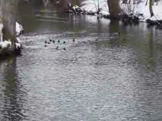 canards à la saison de l'hiver