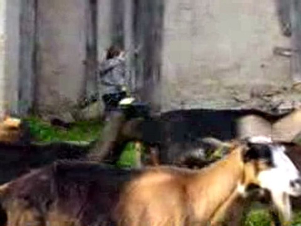 Bergerie de "Mela"
