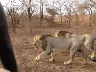 Asiatic Lions of Sasan Gir