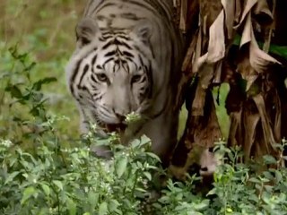 Big Cats Make Bad Pets