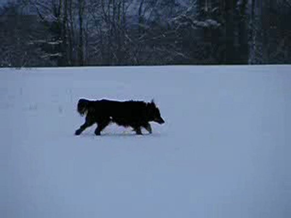 Pouchka, hovawart, piste libre dans la neige