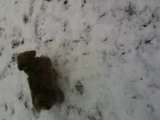 Abby dans la neige 4, et même que c'est la dernière