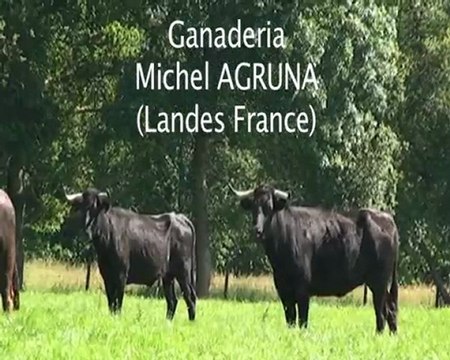 Vaches landaises