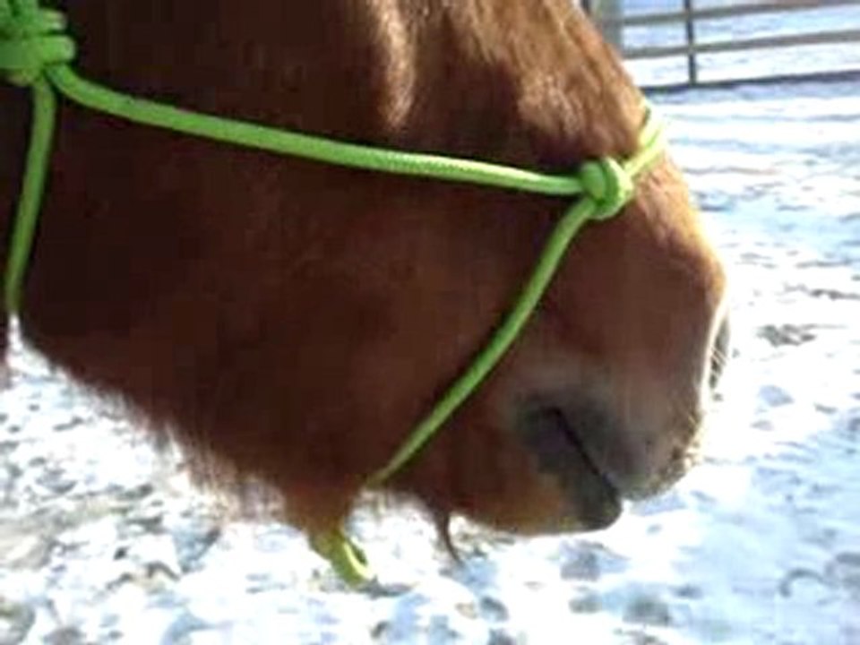 balade + couché ,neige 19dec2009