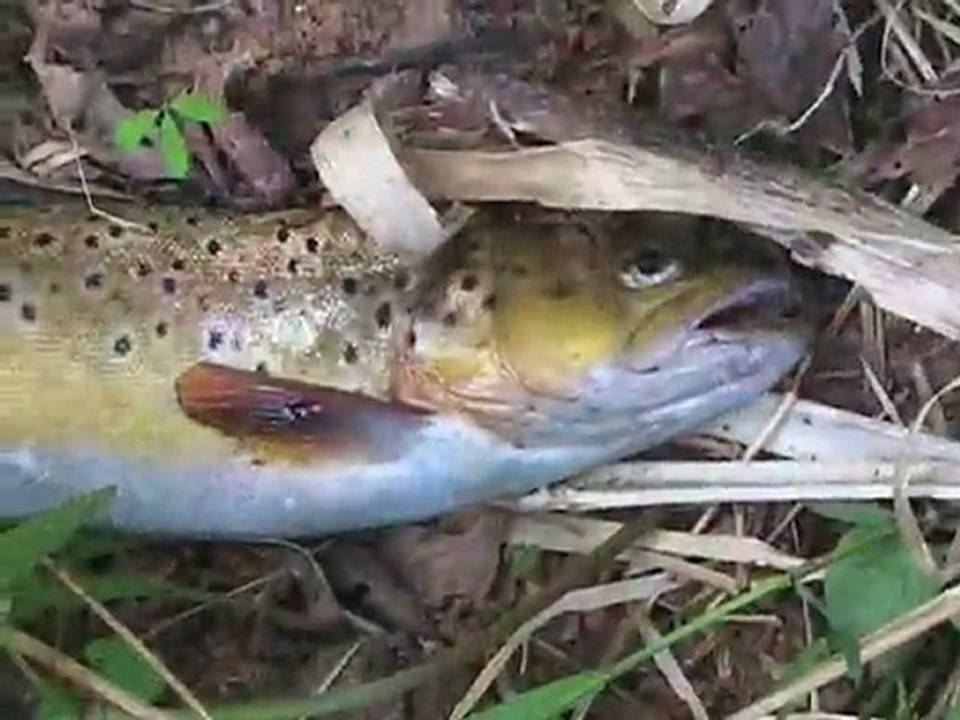 Big trouts and big spoons