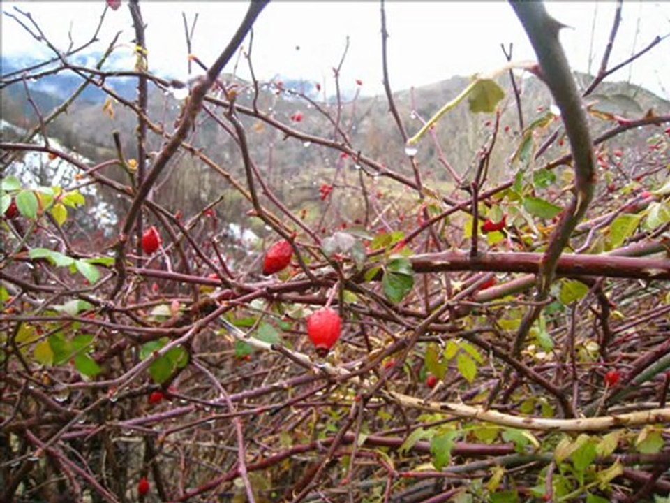 Dörtkonak Köyü 19-12-2009