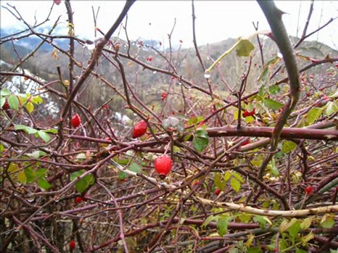 Dörtkonak Köyü 19-12-2009
